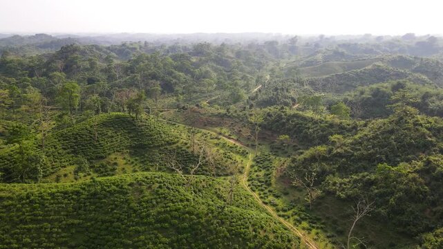 Aerial view of lush green tea gardens on rolling hillocks with winding paths in Khadim Nagar National Park, Sylhet, Bangladesh.