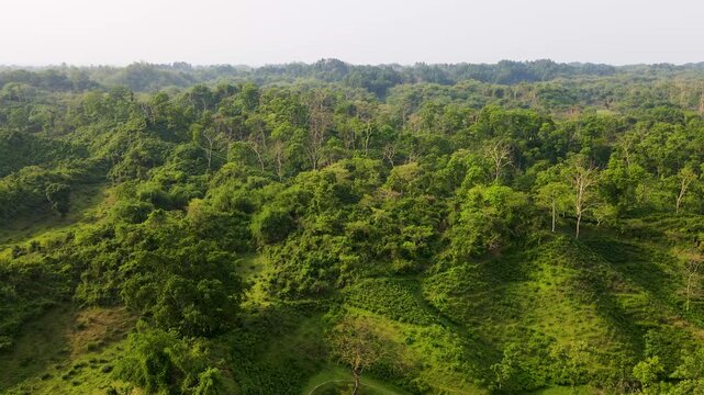 Aerial view of tea gardens among forest and rolling hills of Khadim Nagar National Park in Sylhet, Bangladesh.