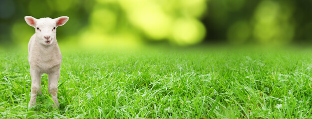 Cute lamb on green grass, banner design. Baby animals © New Africa