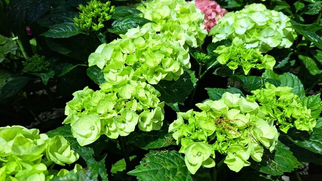 Lush green hydrangea flowers blooming in a natural garden setting, offering a fresh lime-green botanical background for floral design, spring decor, and eco-friendly concepts.