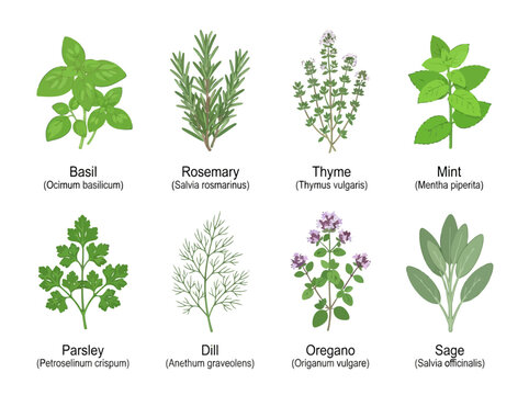 A collection of hand drawn culinary herbs and aromatic plants with their botanical names.