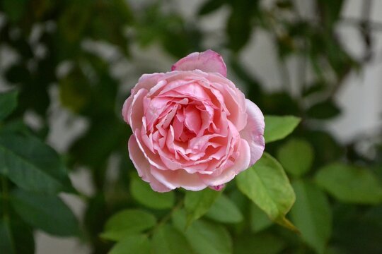 Rosa Cor-de-Rosa de Jardim em Plena Flora&ccedil;&atilde;o