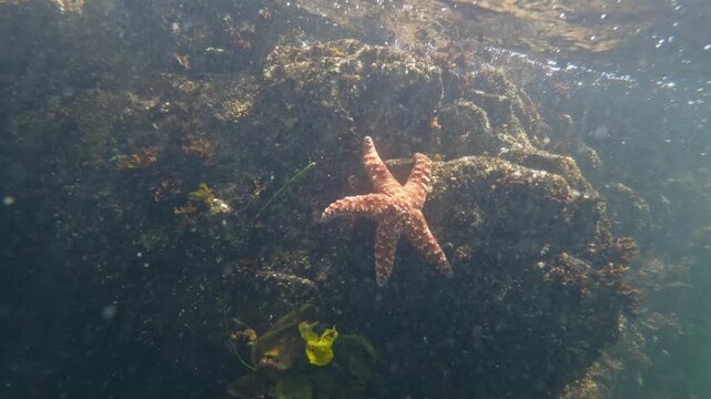 Starfish Clinging to Underwater Rock in California