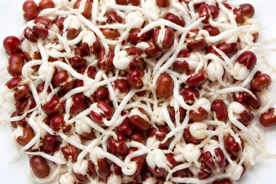 Fresh Adzuki Bean Sprouts Display Reddish Seed Coats and Crisp White Roots in Food Photography