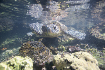 Green sea turtle underwater near shore on Hawaii © willtu