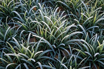 Fototapeta premium Green grass blades adorned with white hoarfrost crystals form natural frozen texture pattern. Cold winter morning awakens delicate icy details on lawn surface.
