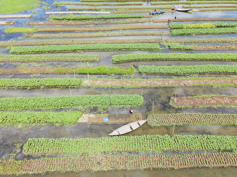 Aerial view of floating vegetable gardens with farmers working from wooden boats in the wetlands of Nazirpur, Barisal Division, Bangladesh.