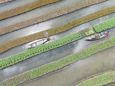 Aerial view of floating gardens with farmers working in traditional wooden boats, showcasing the unique agricultural landscape in Nazirpur, Barisal Division, Bangladesh.