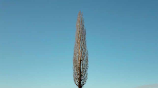 One solitary tall poplar standing against a bright unclouded blue sky