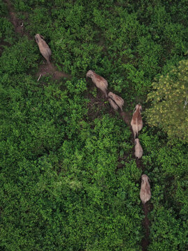 Aerial view of a herd of elephants walking through the dense forest of Garo Hill in Sherpur, Mymensingh Division, Bangladesh.