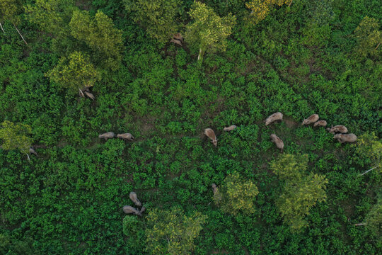 Aerial view of a herd of wild boars foraging through the dense green vegetation of the Garo Hill forest in Sherpur, Mymensingh Division, Bangladesh.