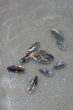 Blue mussels pried off rocks on beach at low tide, in tidepool to be washed, Seal Rocks State Recreation Site, Oregon state park, fresh caught seafood harvest from the Pacific Ocean
