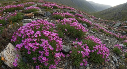 Obraz premium Vibrant purple heather flowers blooming on rocky coastal cliffside.
