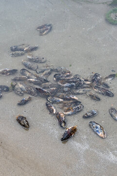 Blue mussels pried off rocks on beach at low tide, in tidepool to be washed, Seal Rocks State Recreation Site, Oregon state park, fresh caught seafood harvest from the Pacific Ocean
