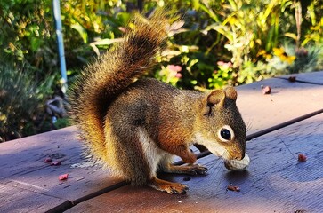 squirrel in the park © Lesya