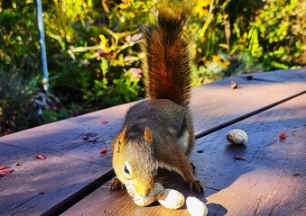 squirrel eating nuts © Lesya