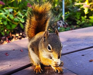 squirrel eating nut © Lesya