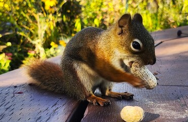 squirrel eating nut © Lesya
