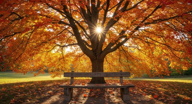 Golden autumn sunset over serene park with solitary tree and bench.