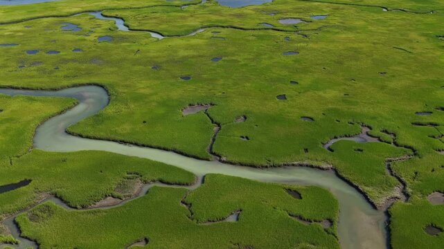 Narrow channels meander through an extensive salt marsh in Pleasant Bay, Cape Cod. Marshes provide critical habitat for many birds, fish, and marine invertebrates to feed, mate, and nest.