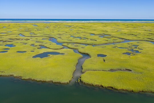 Narrow channels meander through an extensive salt marsh in Pleasant Bay, Cape Cod. Marshes provide critical habitat for many birds, fish, and marine invertebrates to feed, mate, and nest.
