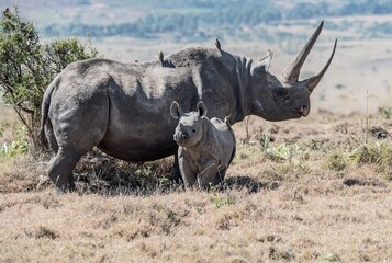 Big rhino mother with her baby in the wild © Mubin