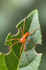 Obraz premium Small orange spider walks on green plant leaf with hole. Macro shot shows arachnid legs, body texture in summer forest garden. Wildlife creature sits on foliage outdoors during daytime. Detailed