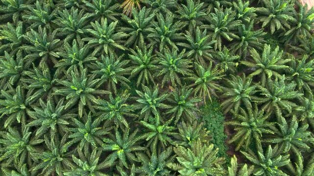 Aerial view of dense palm oil plantation with lush green fronds and symmetrical tree patterns in Tanahgrogot, Kalimantan Timur, Indonesia.