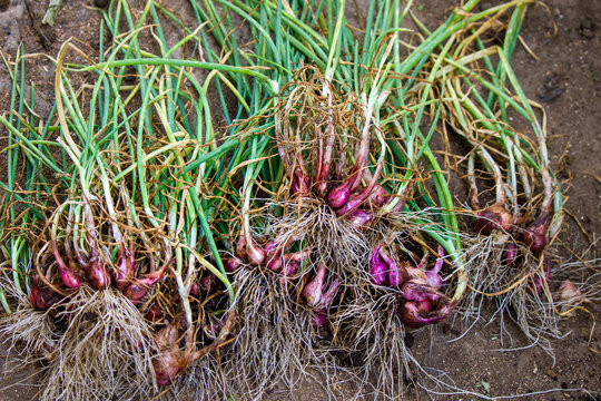 Freshly Harvested Shallots directly from Soil Top View
