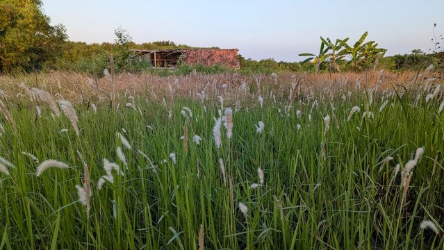 Wild Green Grass Field With White Cogon Flowers And Trees Background At Sunset Evening