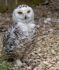 Obraz premium A female snowy owl (Bubo scandiacus)