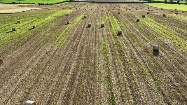 Round hay bales scattered across mowed field aerial pan