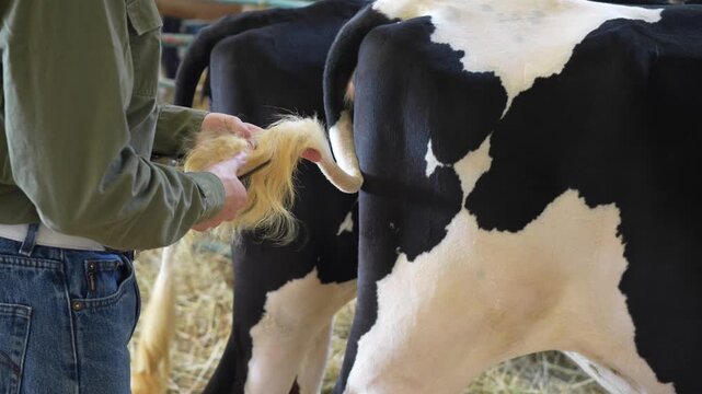 Unrecognizable man brushing a cow tail before a livestock exhibition. Tail grooming, show preparation, animal care, cattle breeding and agricultural tradition.