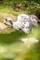 Obraz premium Eurasian Crane (Grus grus) Standing in a Pond in Natural Wetland Habitat