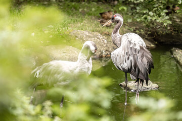 Obraz premium Eurasian Crane (Grus grus) Standing in a Pond in Natural Wetland Habitat