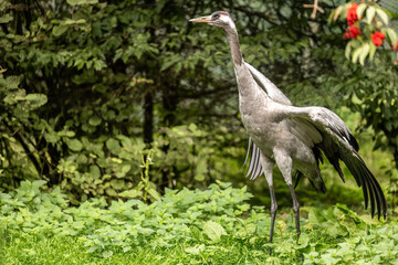Obraz premium Eurasian Crane (Grus grus) Standing in a Pond in Natural Wetland Habitat