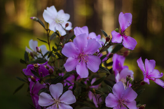 Pink and White Manaca da Serra Flowers in Bloom with Soft Bokeh