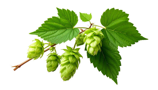 Hops vine detail with leaves, cones, and stem against a black backdrop