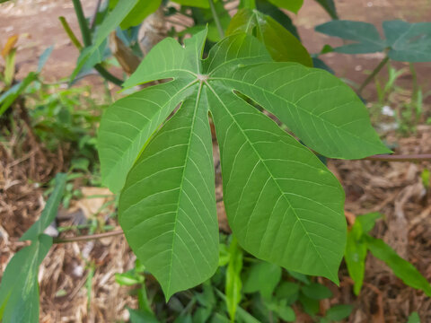 Fresh Green Cassava Leaf Close Up in Natural Garden