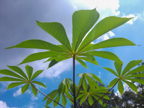 Green Cassava Leaves Against Blue Sky
