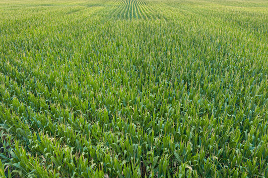 background and texture of corn field in central MIssouri, aerial view in a middle of summer