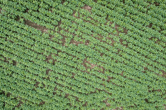 green soybean fields in central Missouri - aerial summer view