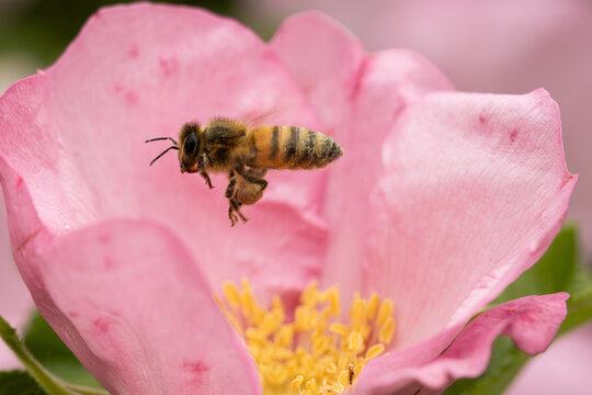 Maco shot of a honeybee flying inside a pink flower