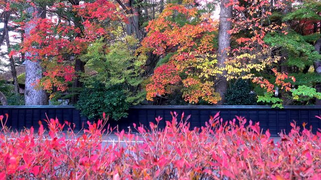 角館武家屋敷通りの紅葉