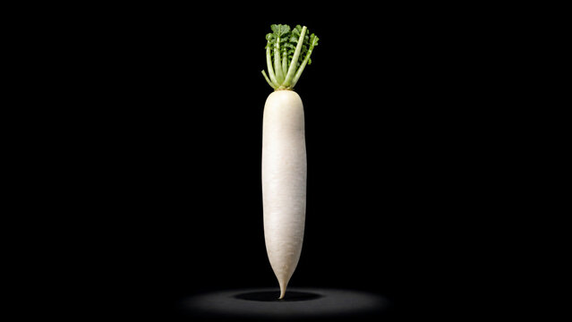 Fresh white daikon radish standing vertical on isolated black background