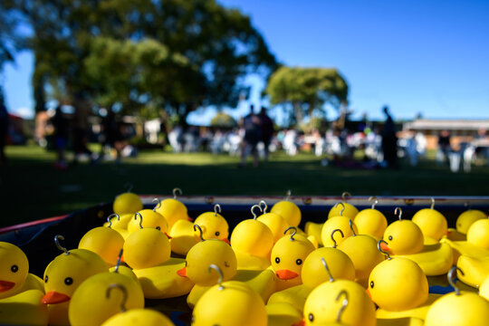Colorful yellow rubber ducks displayed at a festive outdoor event in a vibrant park setting - horizontal