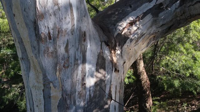 Trunk of a native eucalyptus tree illuminated by shimmering sunlight ripples reflected from nearby creek water. Weathered pale bark against dense bushland foliage in Australia