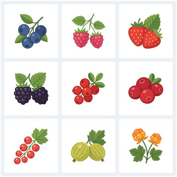 Set of Colorful Fresh Berry Icons Isolated on White Background for Culinary and Healthy Food Graphic Design Projects