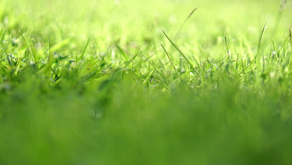 Obraz premium Fresh Green Grass Lawn Close Up with Sunlight, Natural Spring Background