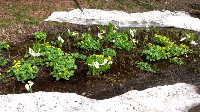 県立自然博物園のヤチブキと残雪